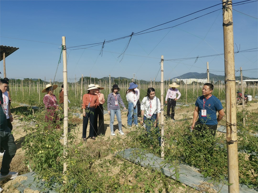 铁铺镇“人大讲堂”在圣女果种植农场观摩教学.jpg